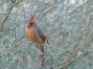 PICTURES/Cardinals/t_Female Cardinal1.JPG